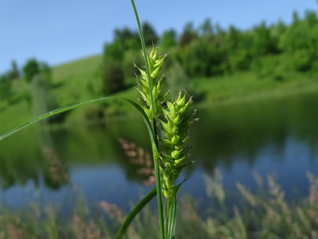 Carex atherodes (Wheat sedge), native California grass