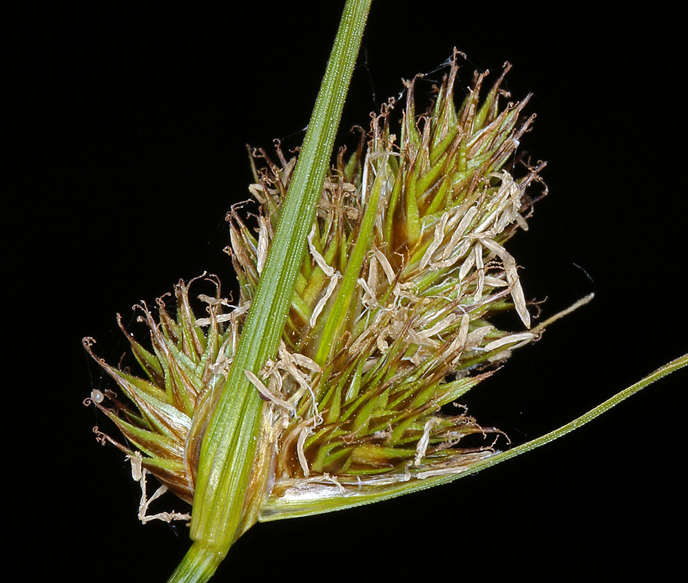 Carex athrostachya (Long-bracted sedge), native California grass