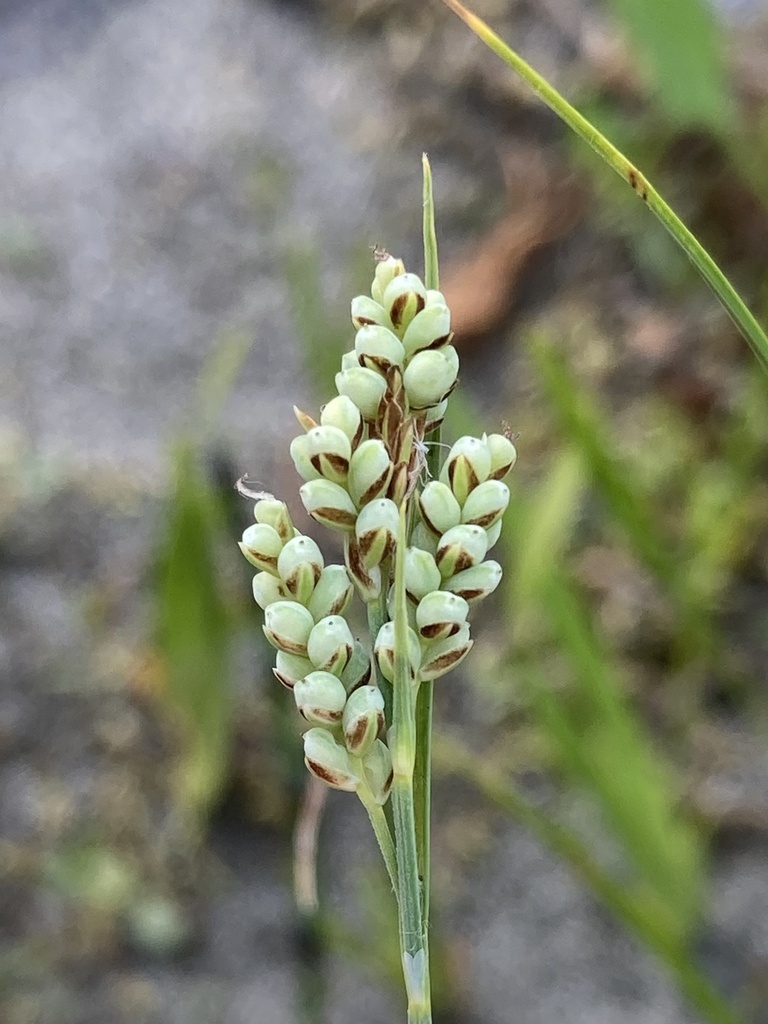Carex aurea (Golden sedge), native California grass