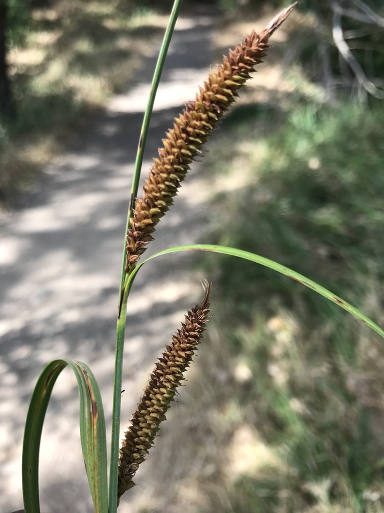 Carex barbarae (Whiteroot or santa barbara sedge), native California grass