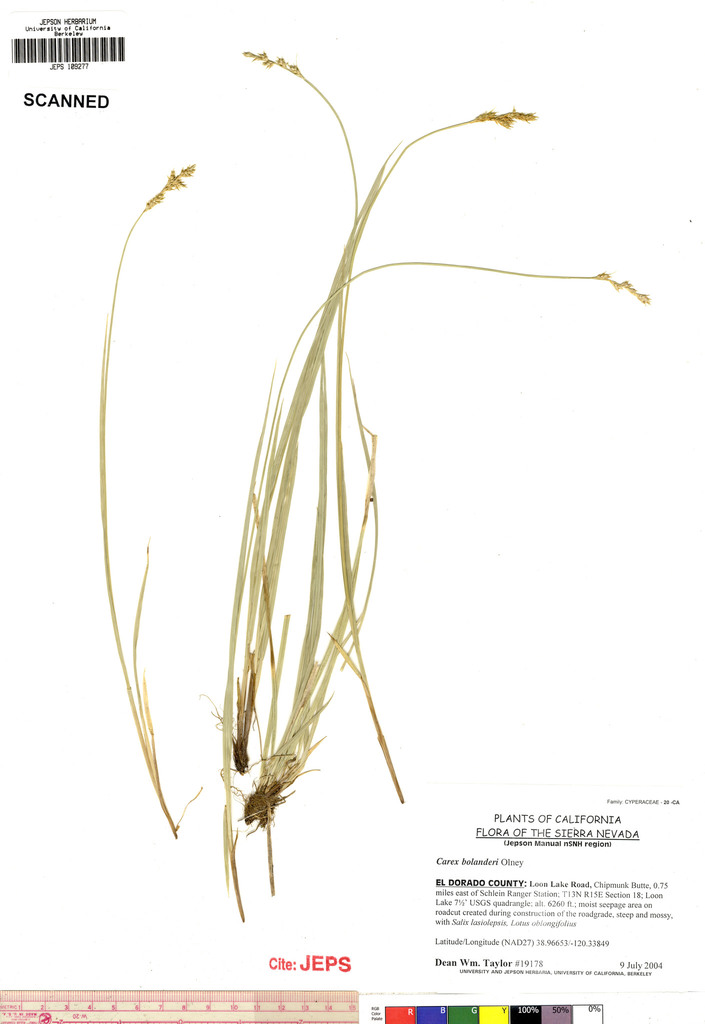 Carex bolanderi (Bolander's sedge), native California grass