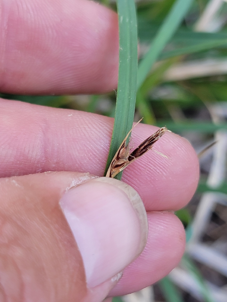 Carex brainerdii (Brainerd's sedge), native California grass