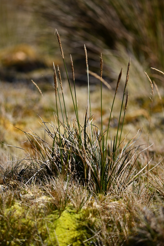 Carex brevicaulis (Short-stemmed sedge), native California grass