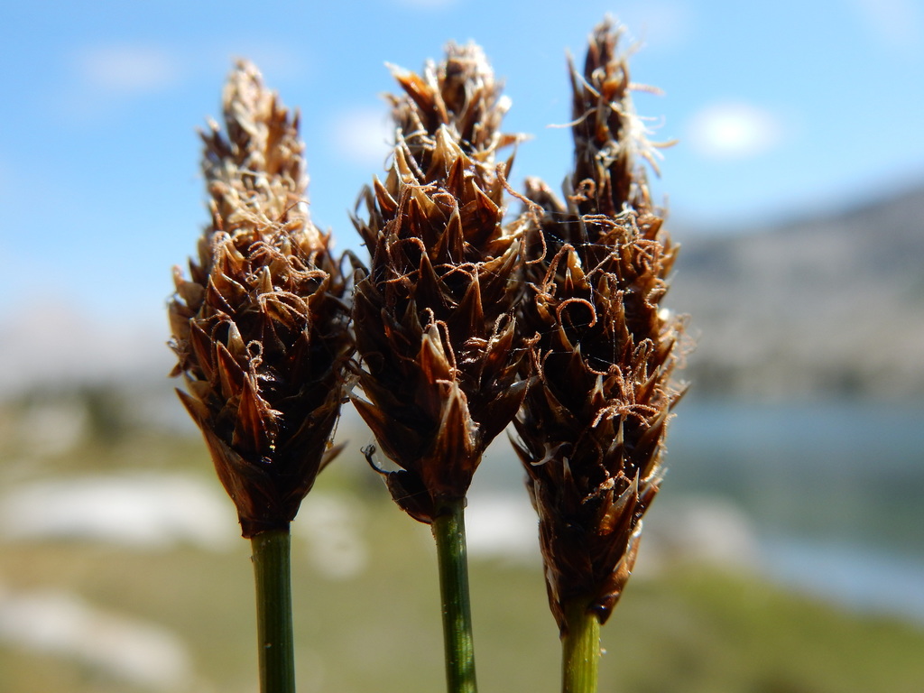 Carex breweri (Brewer's sedge), native California grass