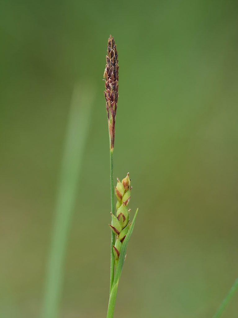Carex californica (California sedge), native California grass