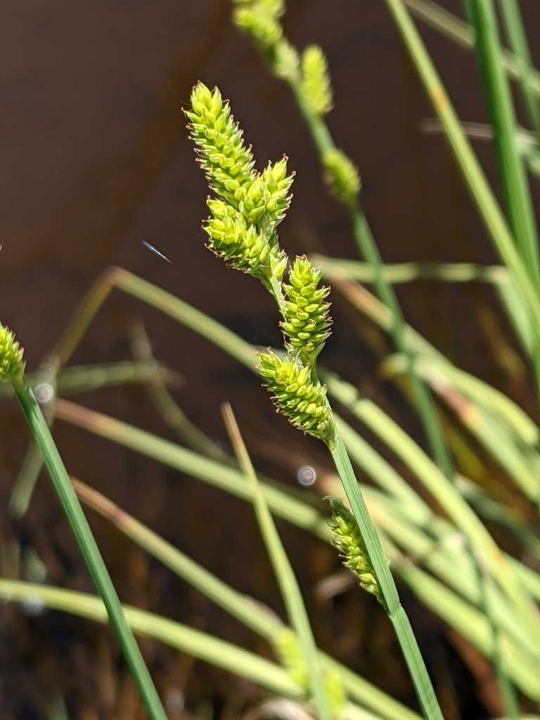Carex canescens subsp. canescens (Silvery sedge), native California grass