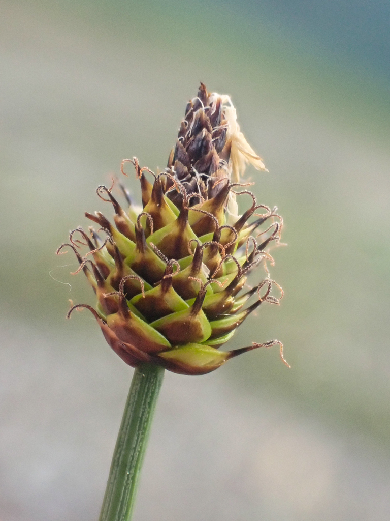 Carex capitata (Capitate sedge), native California grass