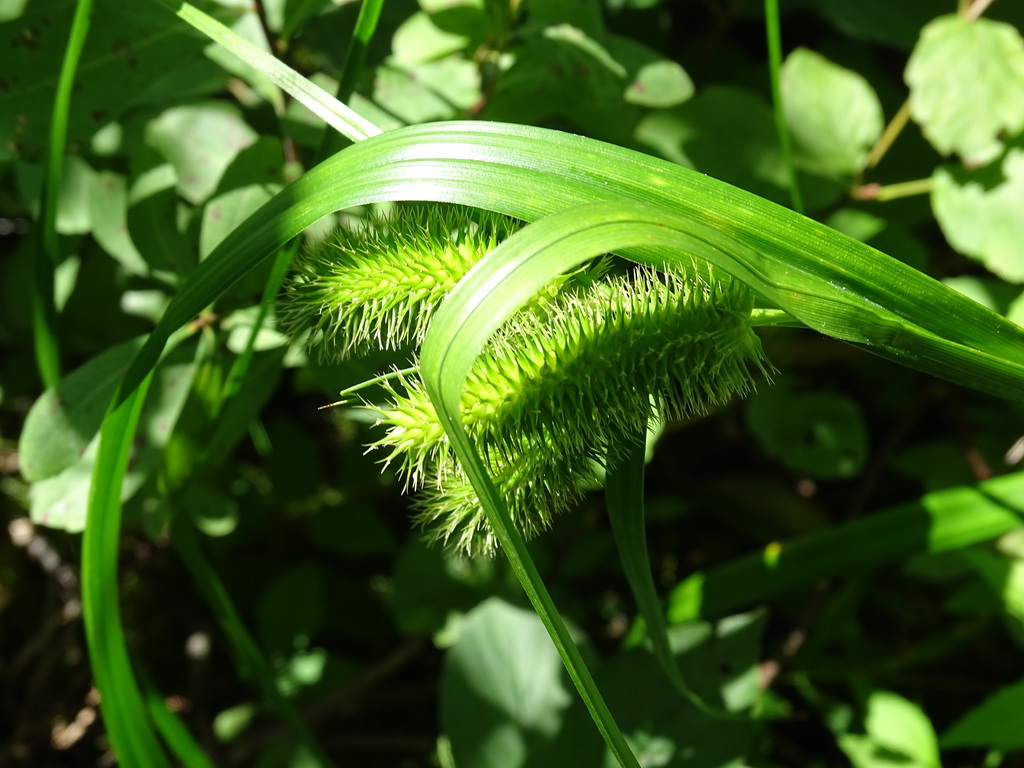 Carex comosa (Bristly sedge), native California grass