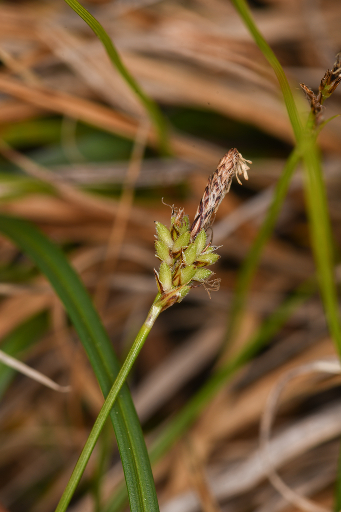 Carex concinnoides (Northwestern sedge), native California grass