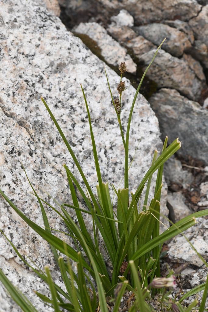 Carex congdonii (Congdon's sedge), native California grass