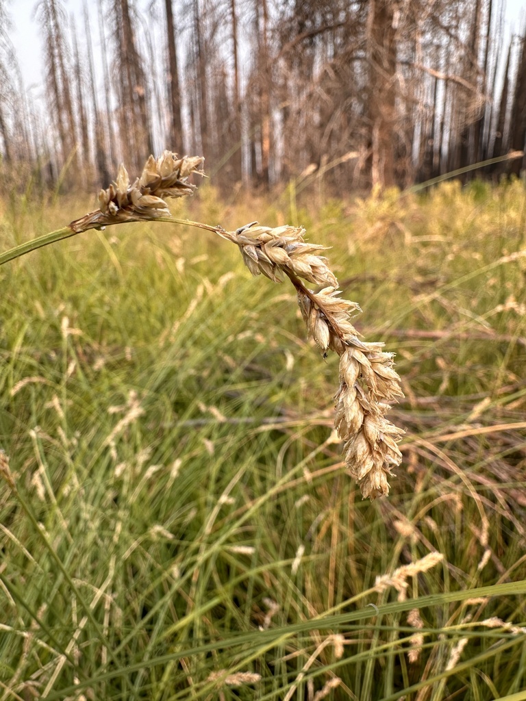 Carex cusickii (Cusick's sedge), native California grass