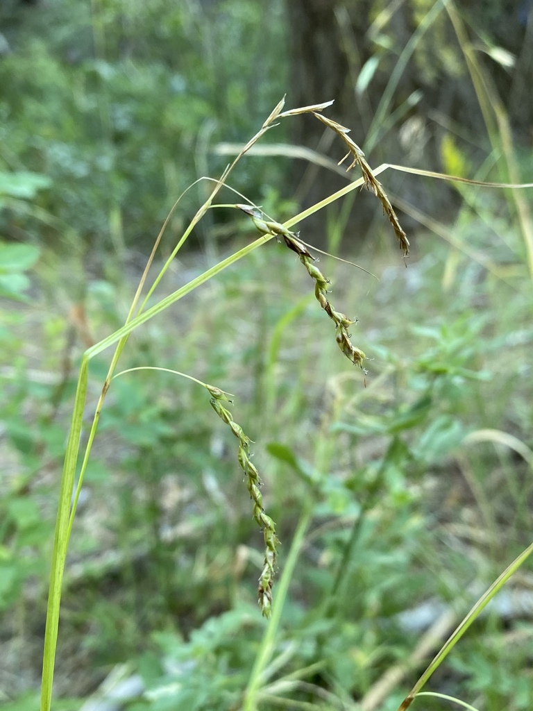Carex cyrtostachya (Arching sedge), native California grass
