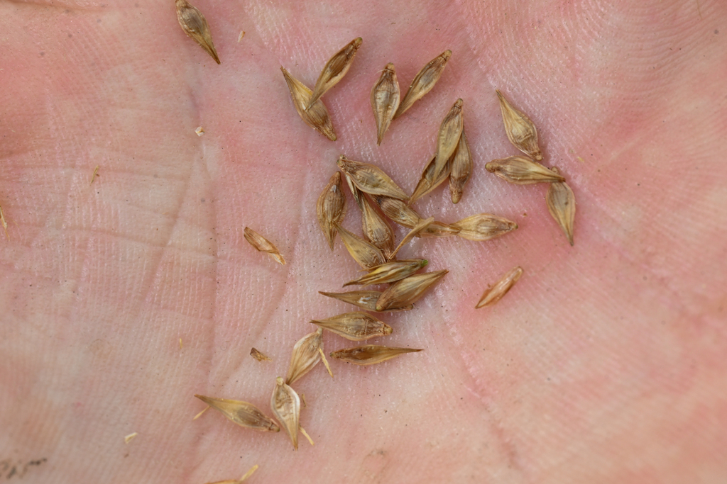 Carex davyi (Davy's sedge), native California grass