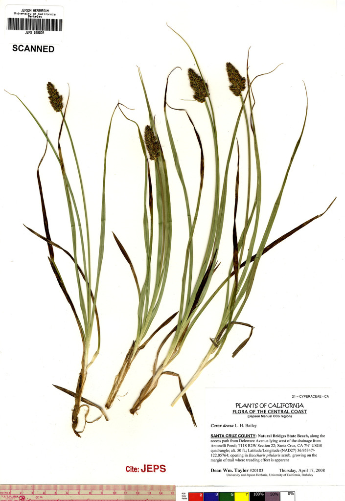 Carex densa (Dense sedge), native California grass