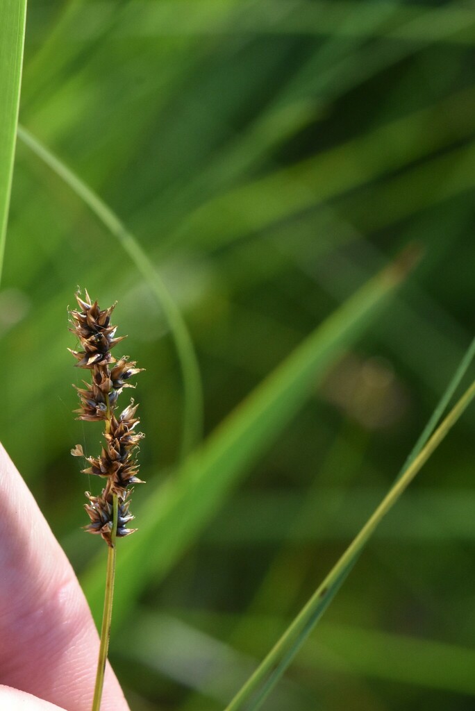 Carex diandra (Lesser tussock sedge), native California grass