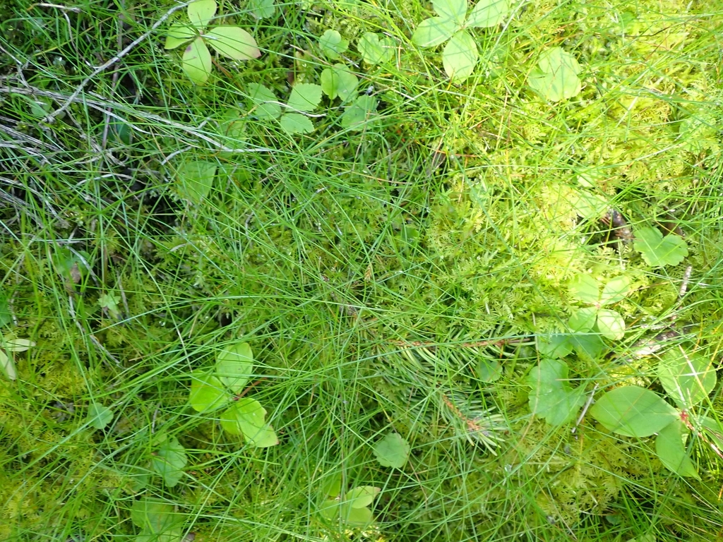 Carex disperma (Two-seeded sedge), native California grass