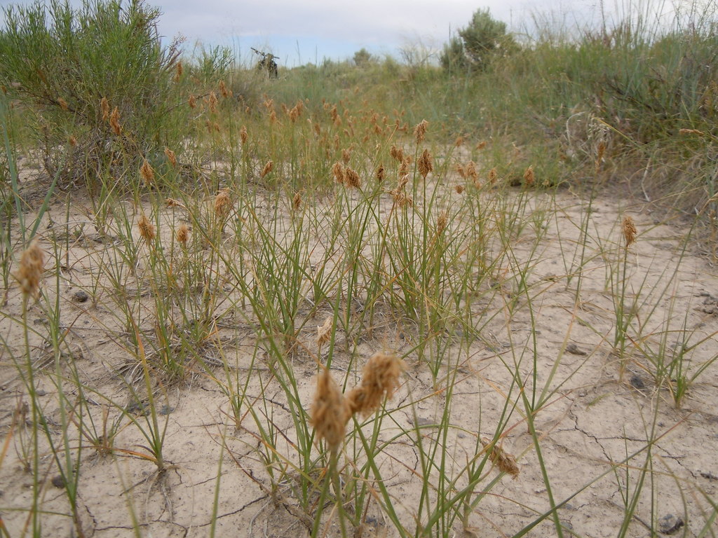 Carex douglasii (Douglas' sedge), native California grass