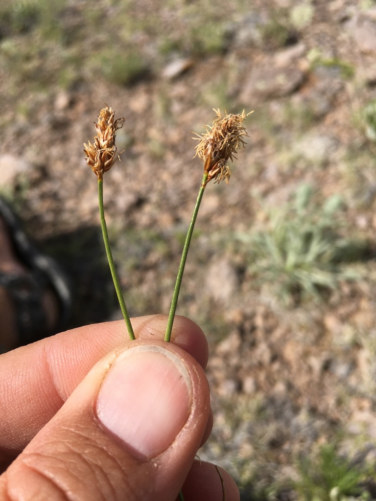 Carex duriuscula (Spikeletrush sedge), native California grass