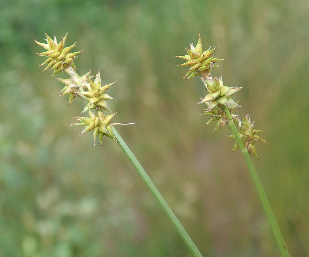 Carex echinata (Bristle fruit sedge), native California grass