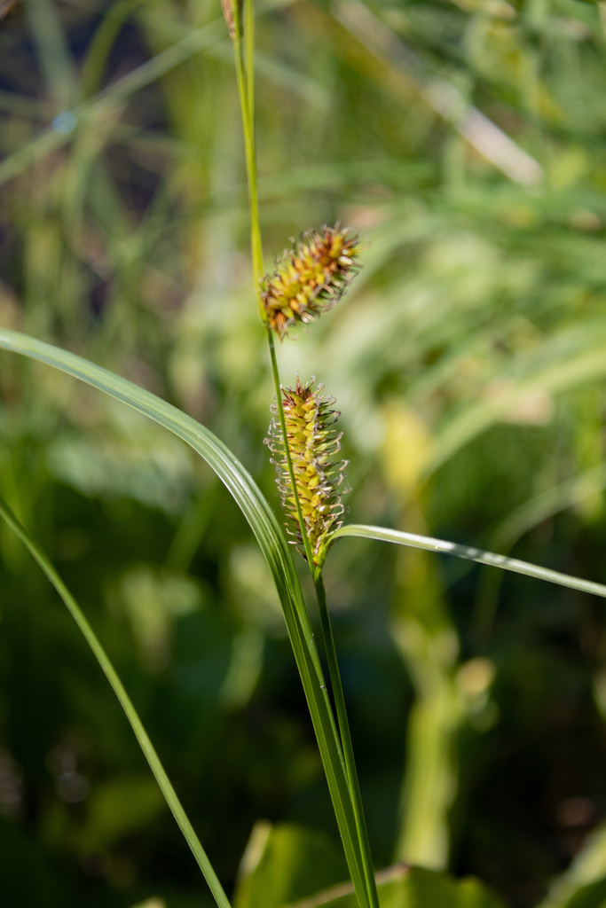 Carex exsiccata (Western inflated sedge), native California grass