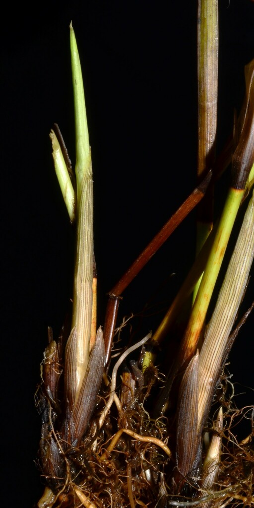 Carex feta (Green-sheathed sedge), native California grass