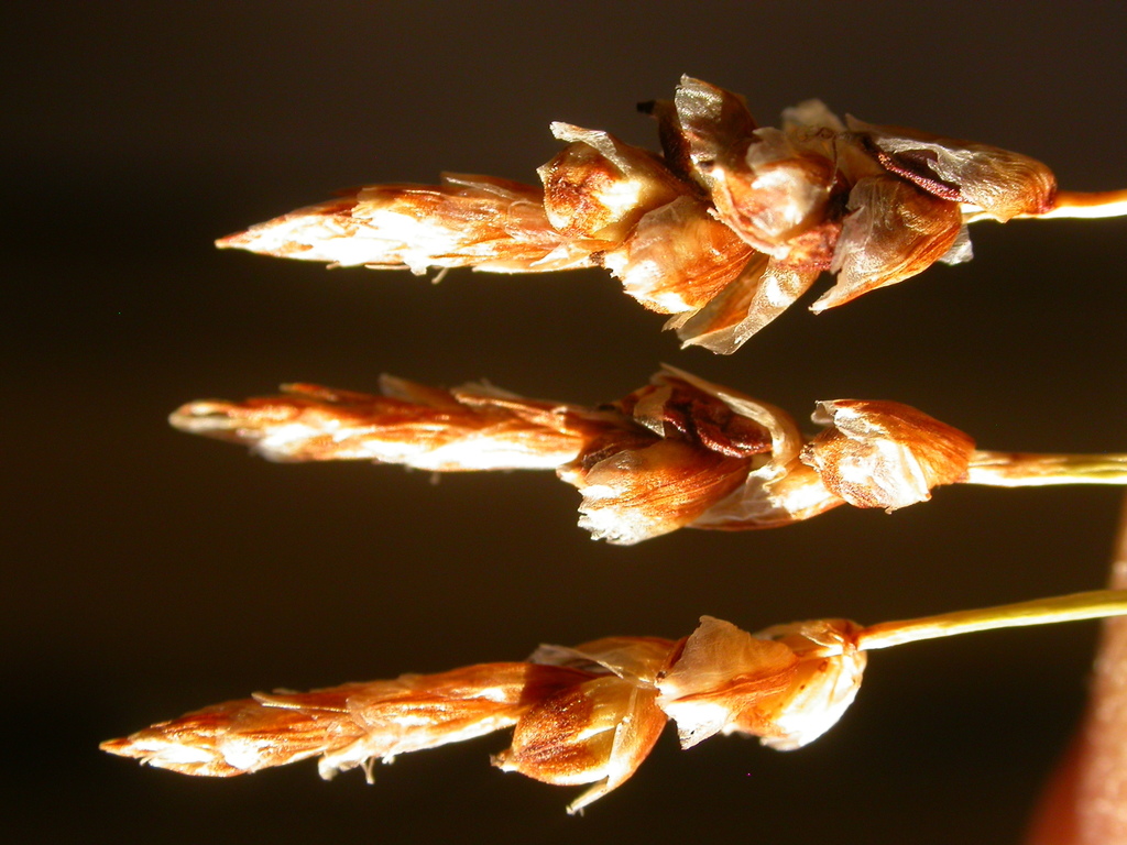 Carex filifolia (Thread leaf sedge), native California grass