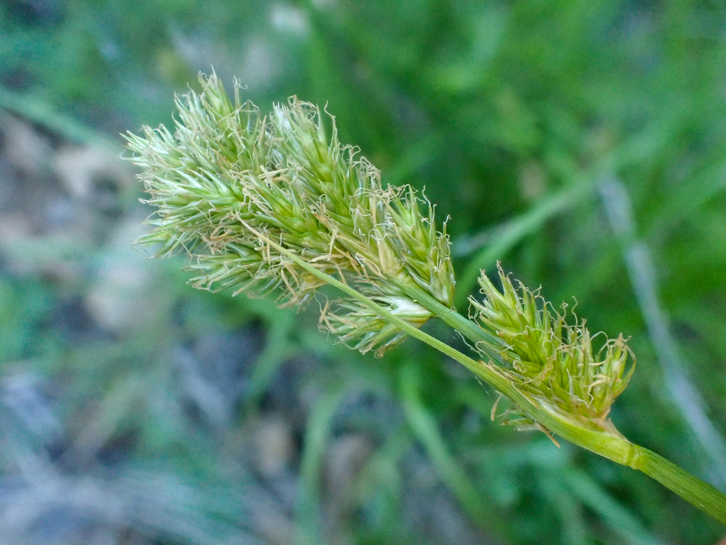 Carex fracta (Fragile-sheathed sedge), native California grass