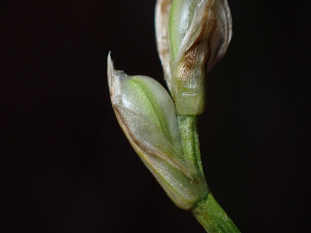Carex geyeri (Geyer's sedge), native California grass