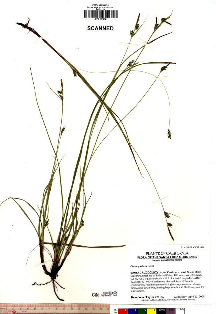 Carex globosa (Round-fruited sedge), native California grass