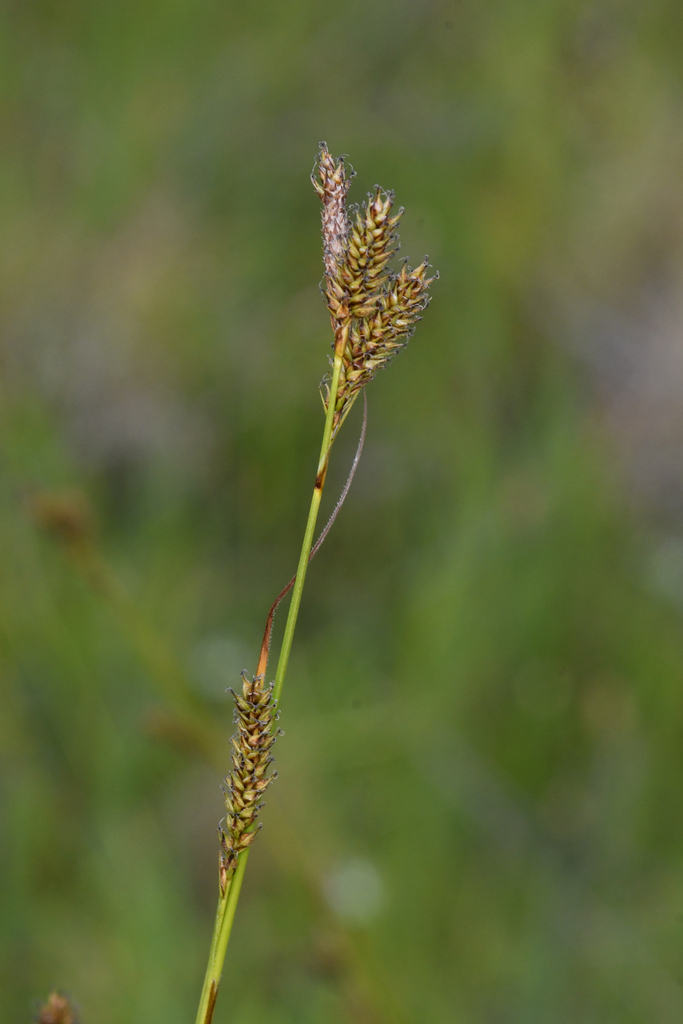 Carex gynodynama (Wonder-woman sedge), native California grass
