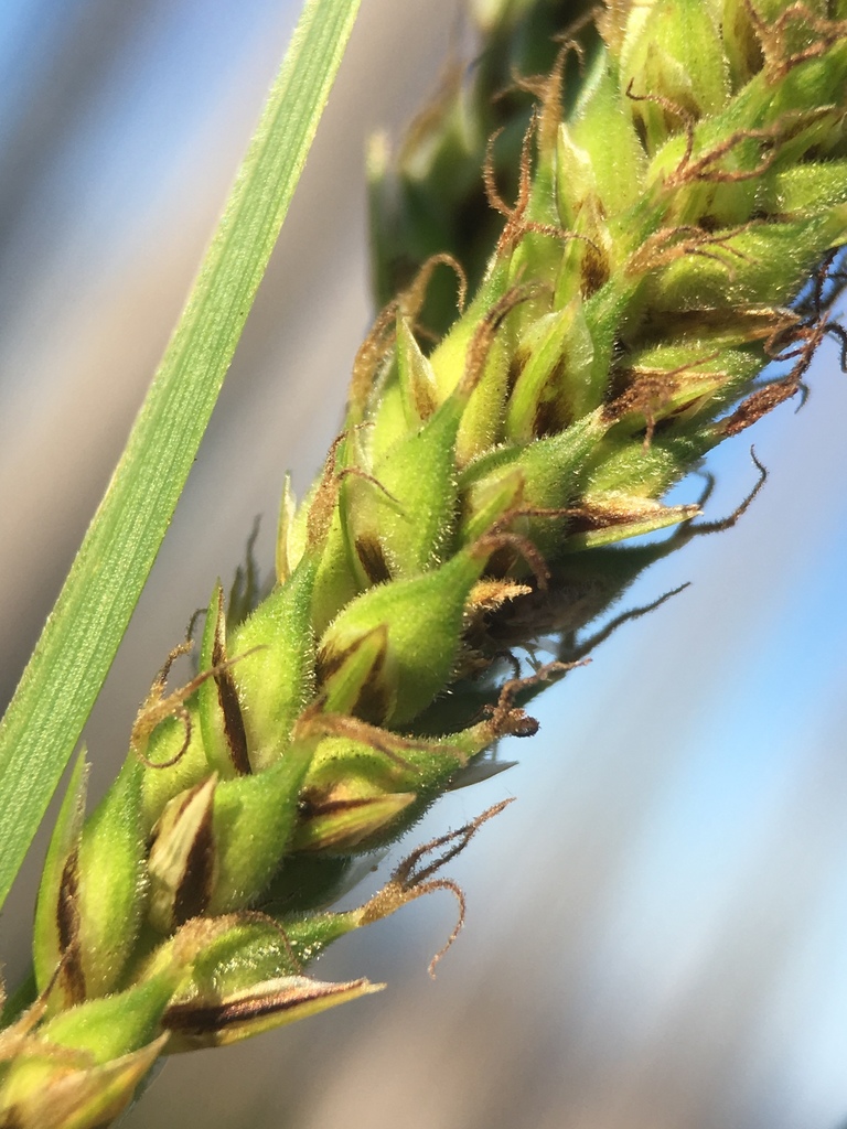 Carex halliana (Oregon sedge), native California grass