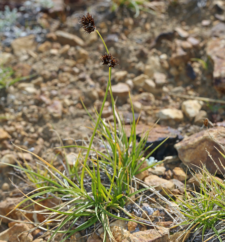 Carex haydeniana (Cloud or hayden's sedge), native California grass