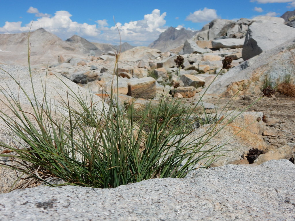 Carex helleri (Heller's sedge), native California grass