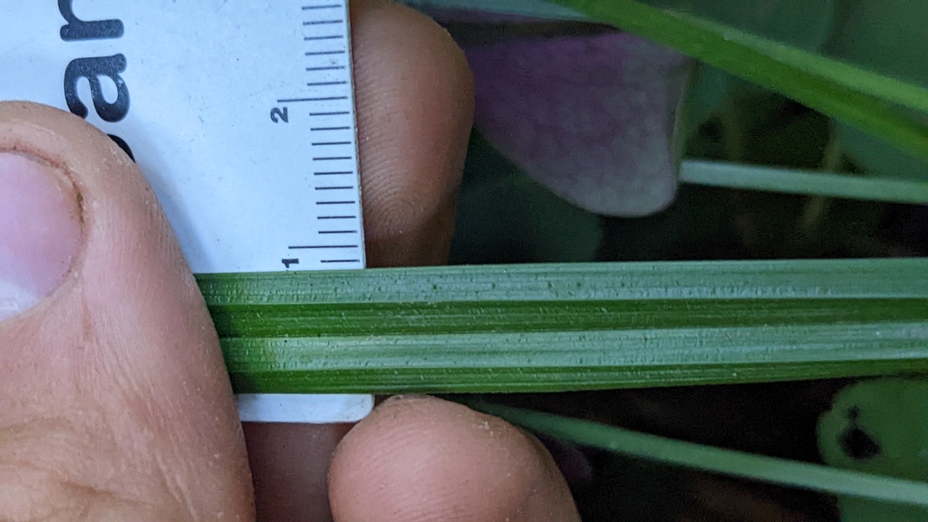 Carex hendersonii (Timber or henderson's sedge), native California grass