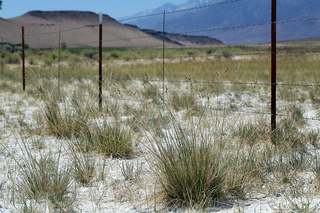Carex holmgreniorum (Holmgrens sedge), native California perennial