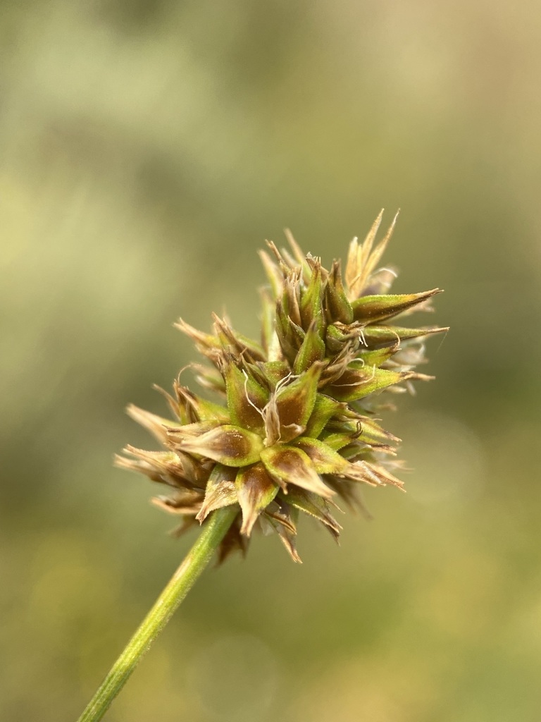 Carex hoodii (Hood's sedge), native California grass