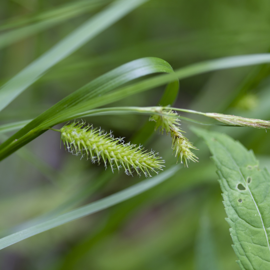 Carex hystericina (Porcupine sedge), native California grass