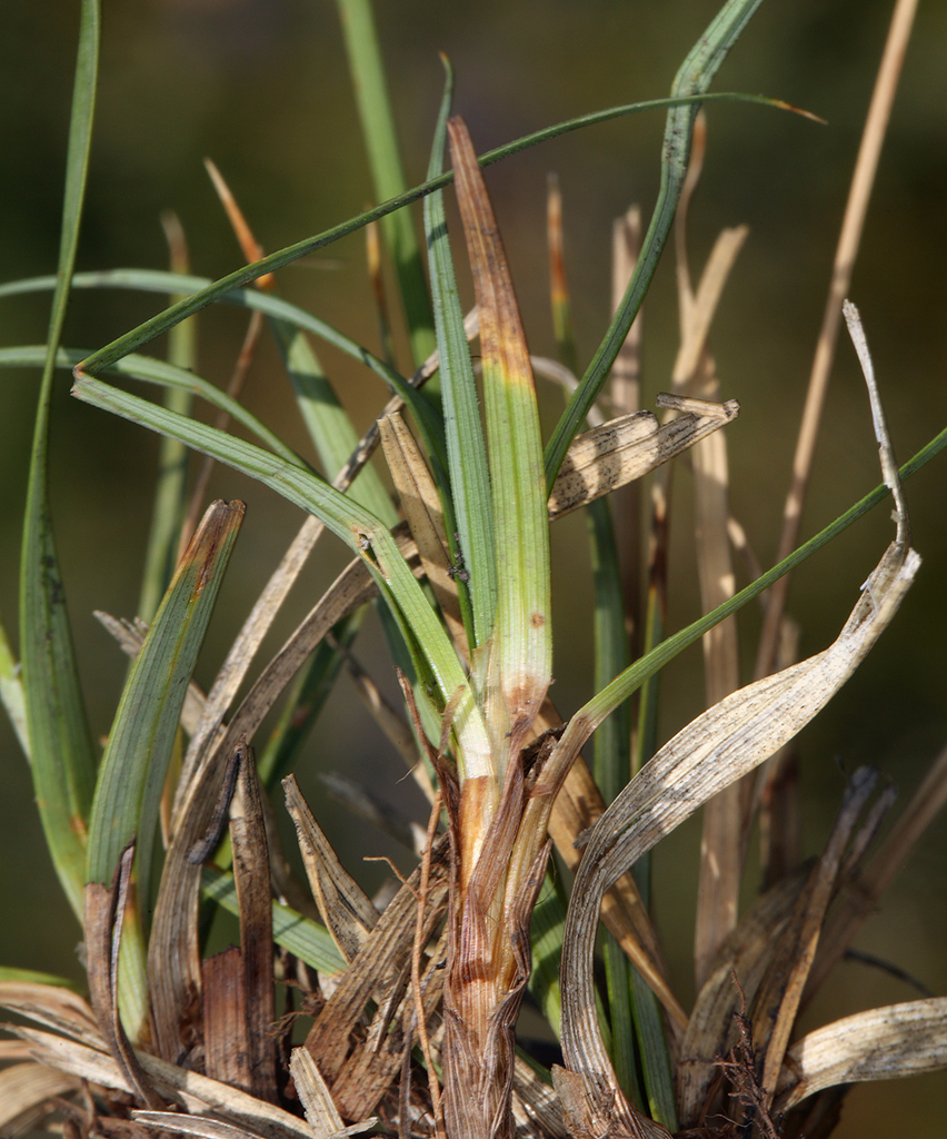 Carex idahoa (Idaho sedge), native California grass