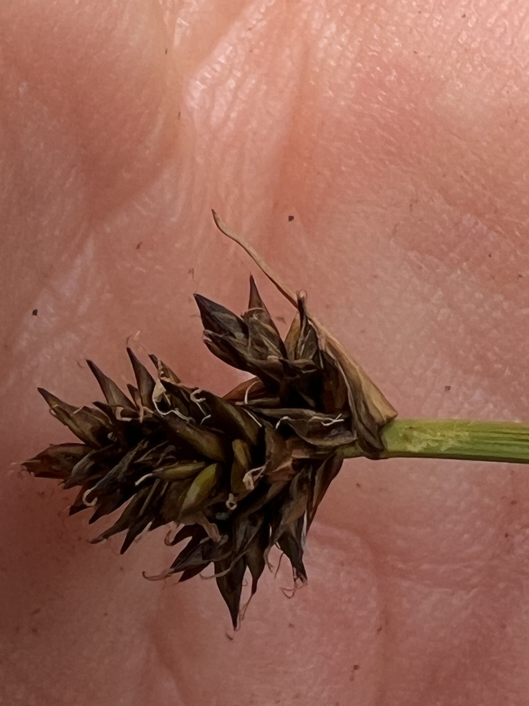 Carex illota (Sheep sedge), native California grass