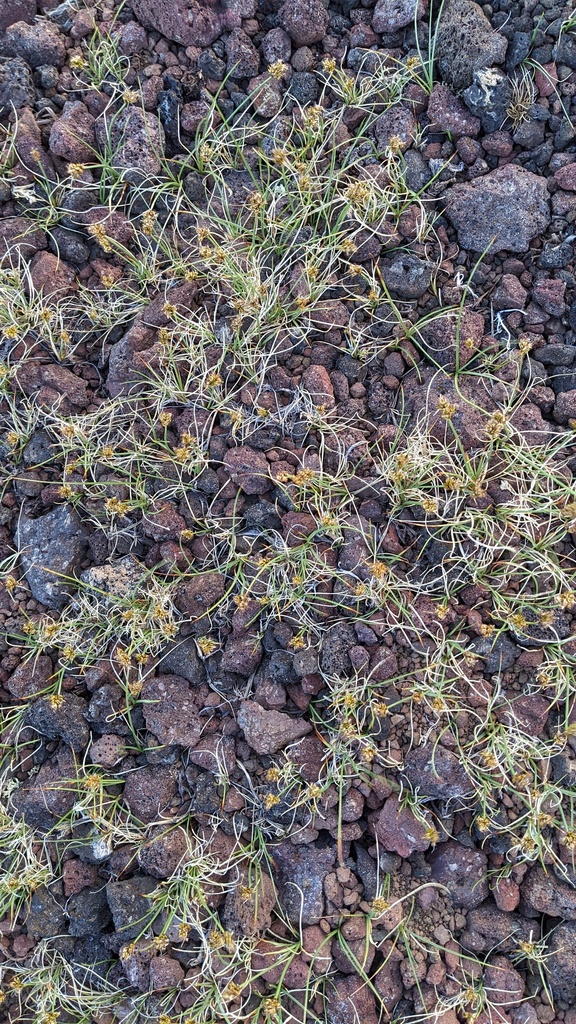 Carex incurviformis (Mount dana or incurved sedge), native California grass