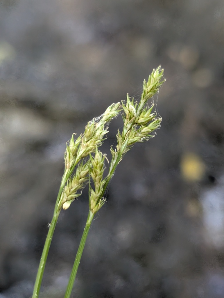 Carex infirminervia (Weakly veined sedge), native California grass