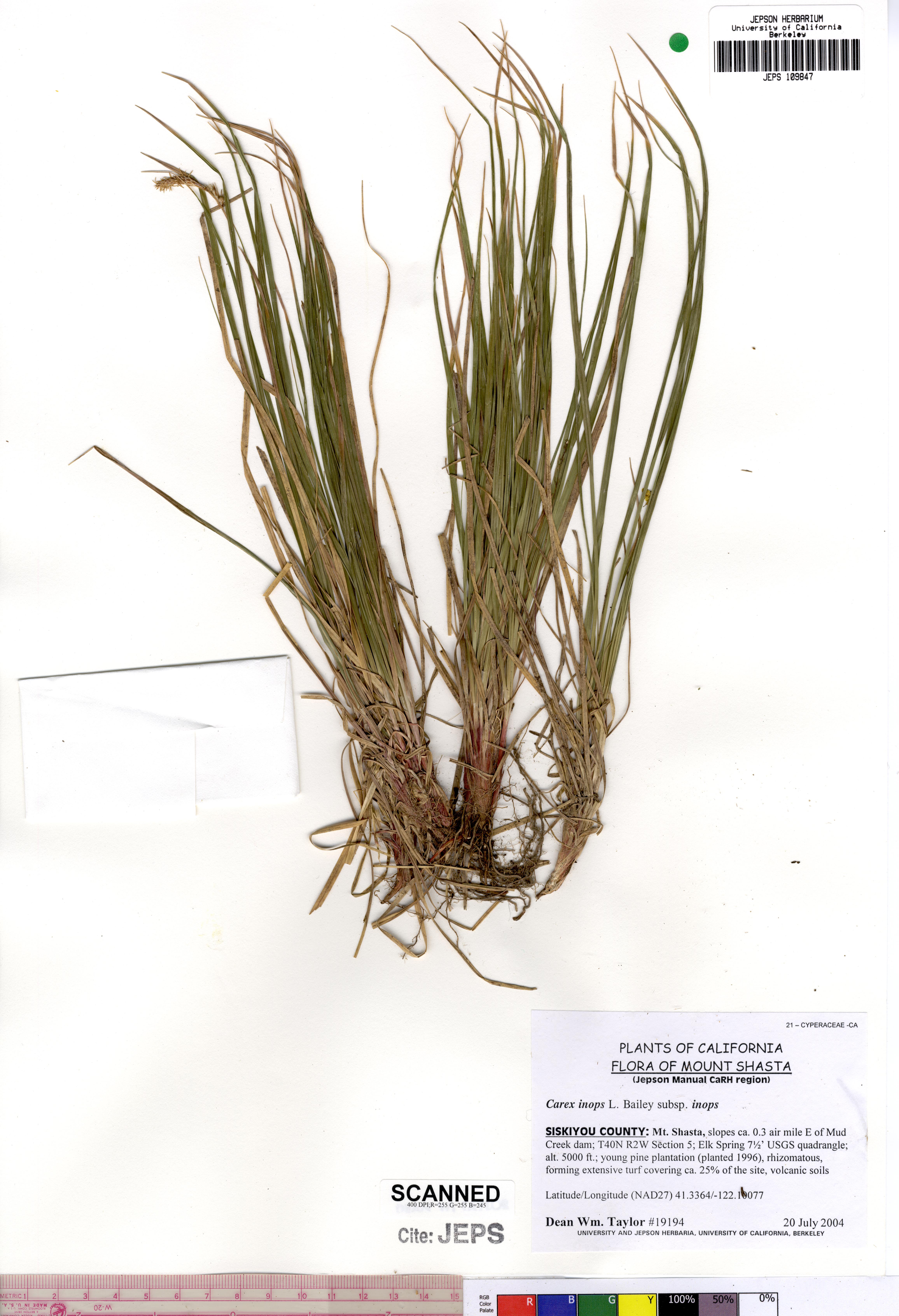 Carex inops subsp. inops (Volcano or long-rhizomed sedge), native California grass