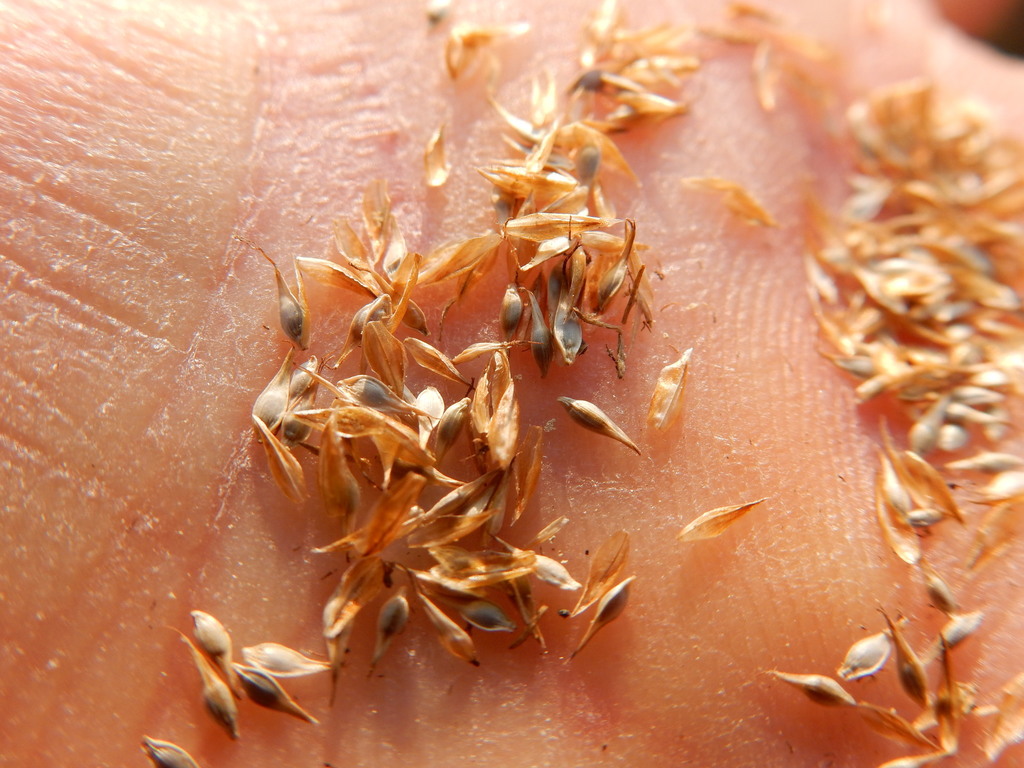 Carex integra (Smooth-beaked sedge), native California grass