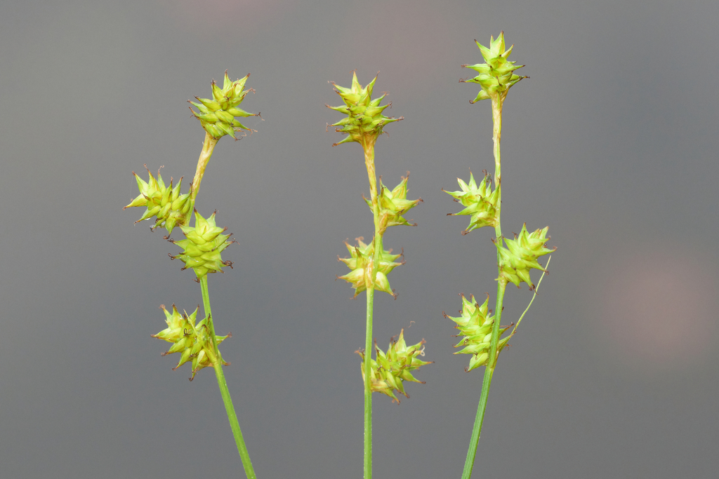 Carex interior (Inland sedge), native California grass
