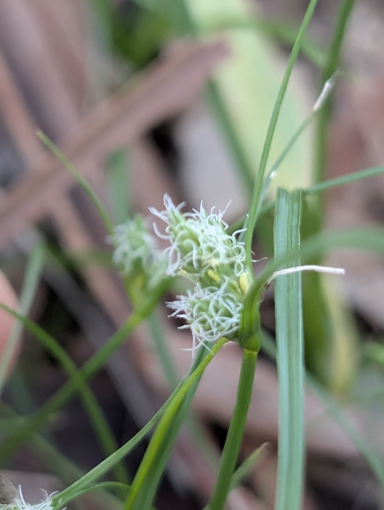 Carex inversa (Kangaroo or knob sedge), non-native California grass