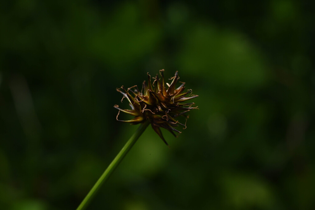 Carex jonesii (Jones' sedge), native California grass