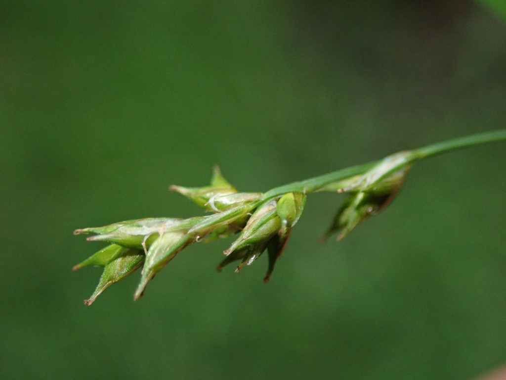 Carex laeviculmis (Smooth-stemmed sedge), native California grass