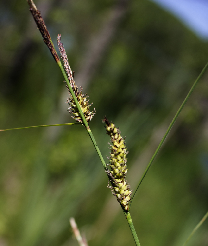 Carex lasiocarpa (Woolly-fruited sedge), native California grass