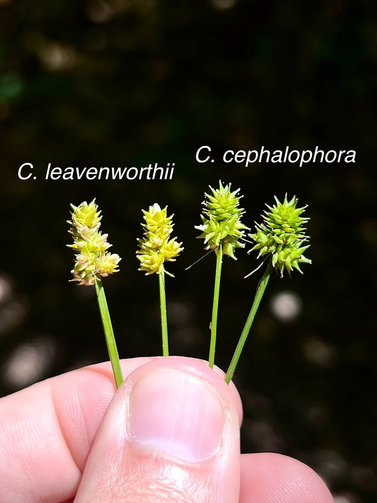 Carex leavenworthii (Leavenworth sedge), non-native California grass