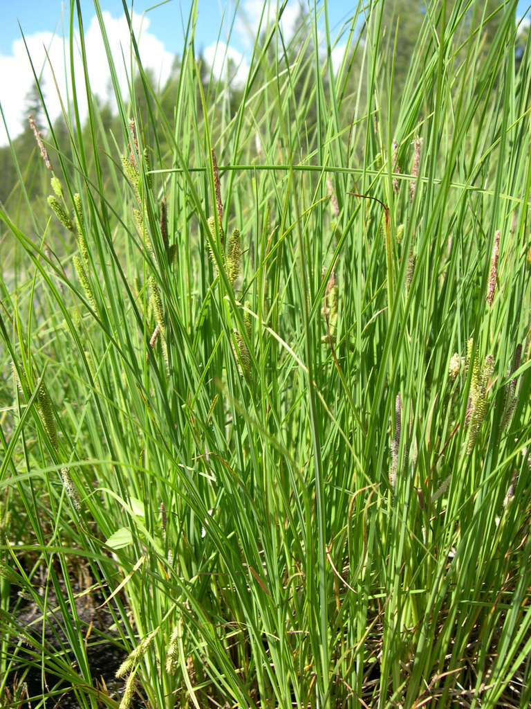 Carex lenticularis var. limnophila (Lagoon sedge), native California grass